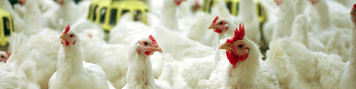 زیان سه هزار میلیارد تومانی مرغداران